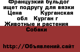 Французкий бульдог ищет подругу для вязки › Цена ­ 500 - Курганская обл., Курган г. Животные и растения » Собаки   